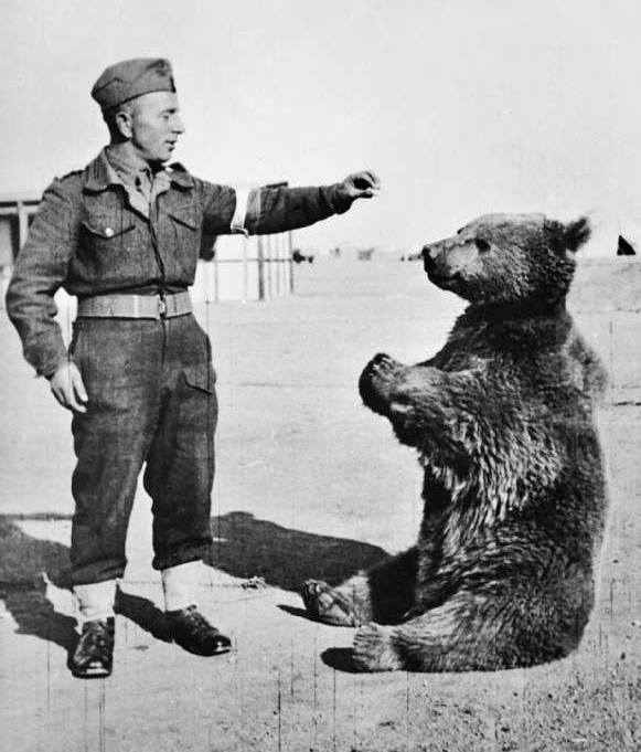 Wojtek the bear.