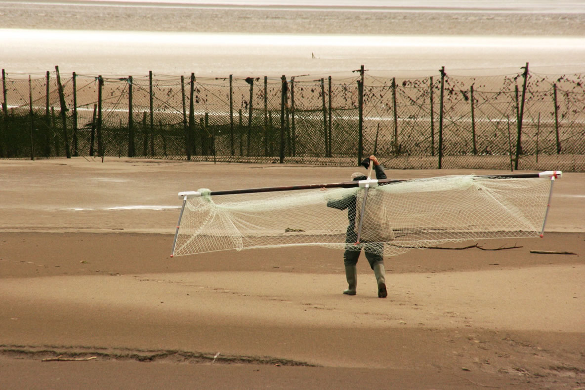 Someone carrying a haaf net down a beach.