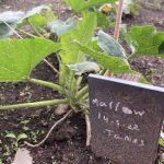 Some green plants growing in The Devil's Porridge Museum's Dig For Victory garden with a wooden sign, which reads "Marrow 14.5.22 James."