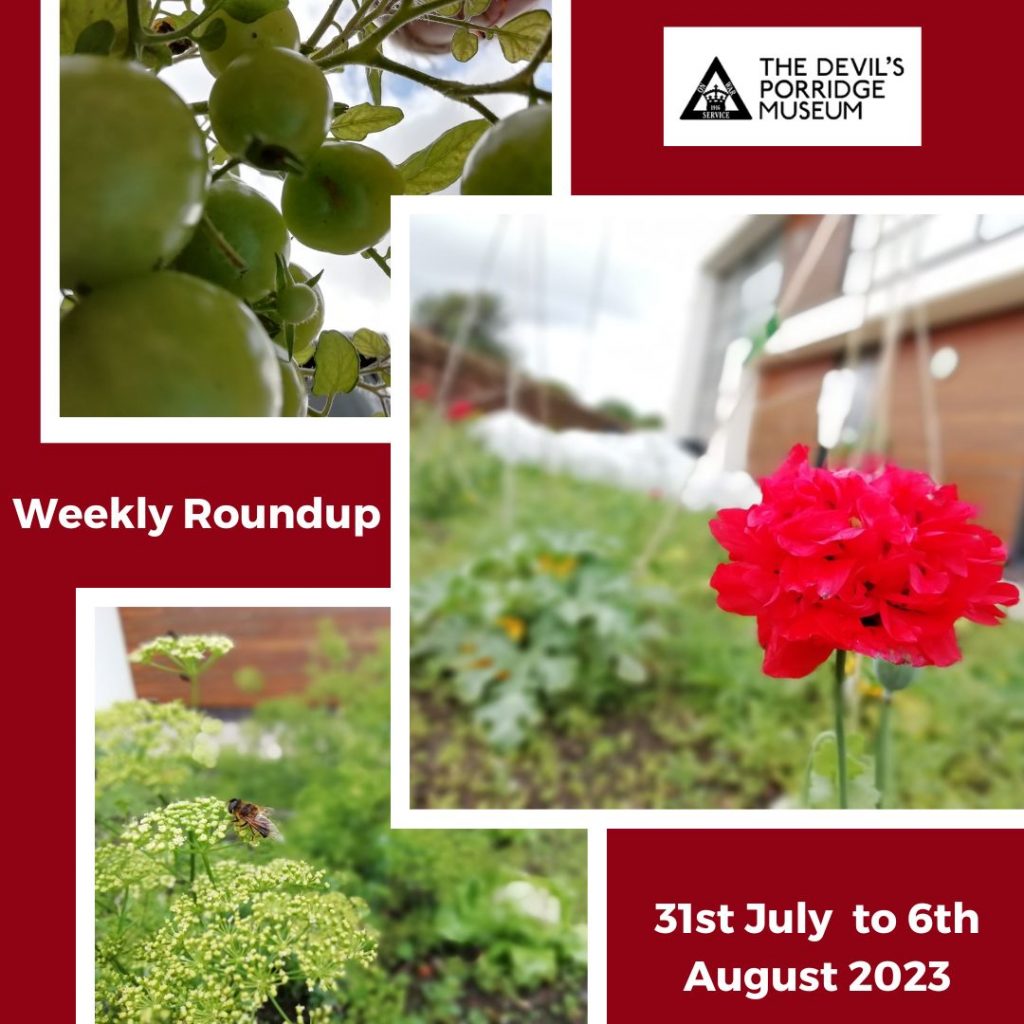 A collage of three photos. These include some green tomatoes growing, a flower growing in The Devil's Porridge Museum Dig For Victory Garden and some more plants in the Dig for Victory Garden. The design reads "Weekly Roundup. 31st July to 6th August 2023."