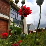 Some red flowers growing outside The Devil's Porridge Museum with a cloudy blue sky above.