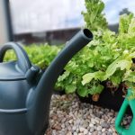 A watering can stood next to some lettuce growing outside The Devil's Porridge Museum.