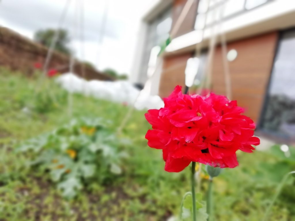 A red flower growing in The Devil's Porridge Museum's Dig For Victory garden. The Devil's Porridge Museum is in the background.