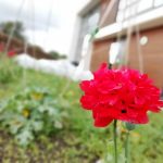 A red flower growing in The Devil's Porridge Museum's Dig For Victory garden. The Devil's Porridge Museum is in the background.