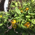 Some yellow tomatoes growing outside The Devil's Porridge Museum.