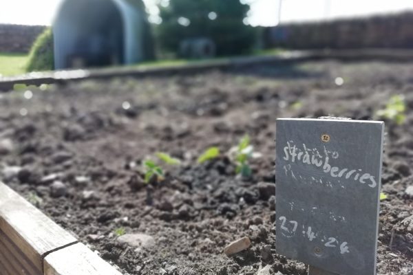 Gardening club plants 27th April 2024 3 A strawberries sign in a flower bed with some strawberry plants growing behind it.