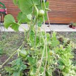 Some pumpkins growing in The Devil's Porridge Museum's Dig For Victory Garden.