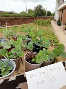 A cardboard box containing strawberry plants, with a sign that reads "our own strawberry plants £1.00." The Devil's Porridge Museum's Dig For Victory Garden is in the background.