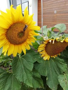 Two sunflowers with a growing outside in The Devil's Porridge Museum's Dig for Victory Garden.
