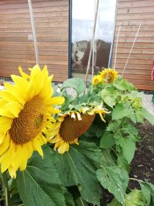 Flowers growing in a row in The Devil's Porridge Museum's Dig For Victory garden.