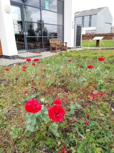 Red flowers growing in The Devil's Porridge Museum's Dig For Victory Garden. The outside of the museum and a bench is in the background.