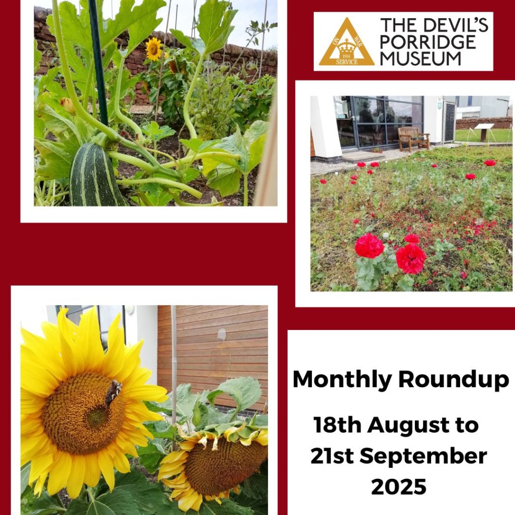 Monthly Roundup 18th August to 21st September 2025. Sunflowers, red flowers and a marrow growing in The Devil's Porridge Museum's Dig For Victory Garden in three photos.