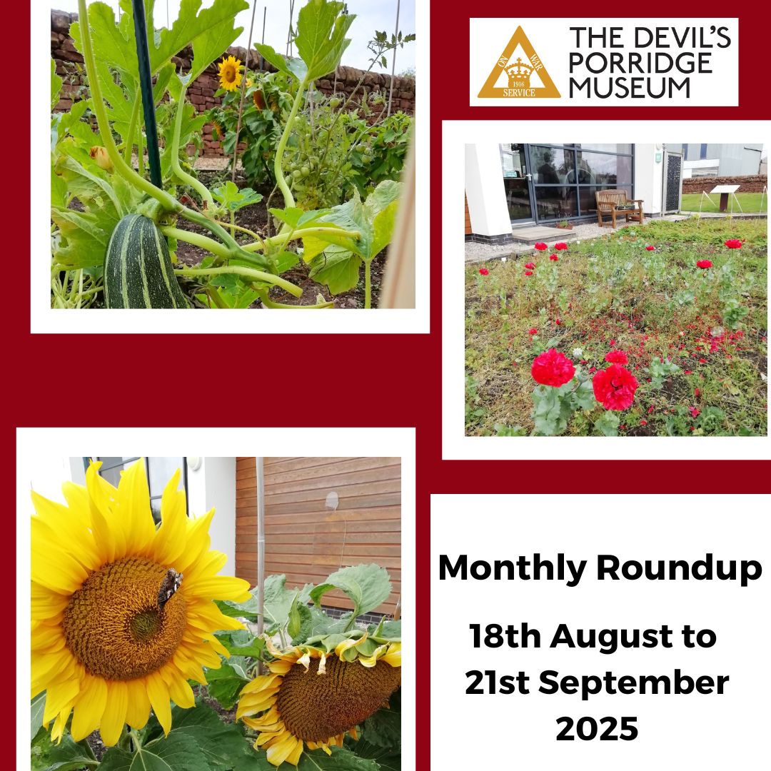 Monthly Roundup 18th August to 21st September 2025. Sunflowers, red flowers and a marrow growing in The Devil's Porridge Museum's Dig For Victory Garden in three photos.