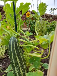 A marrow growing in The Devil's Porridge Museum's Dig For Victory Garden with some sunflowers behind it.,