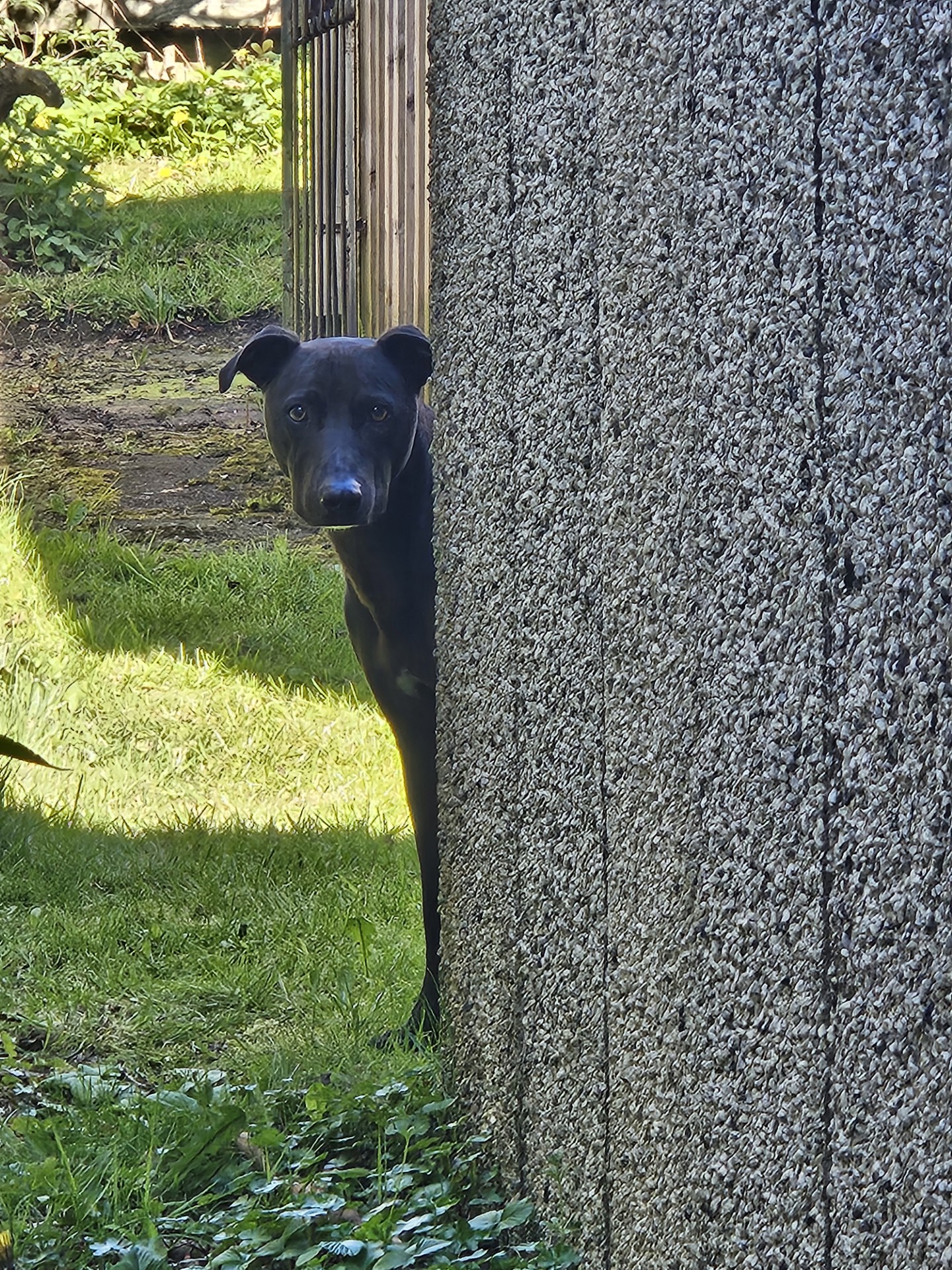 A dog peering around a garden wall.
